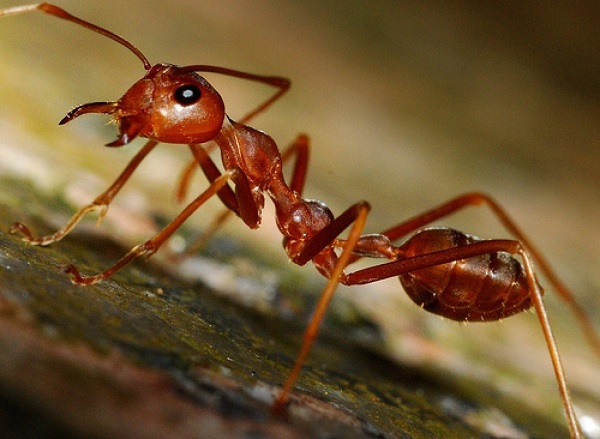 Как из бумаги сделать муравья