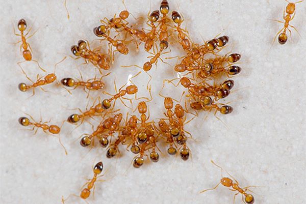 маленькие муравьи в квартире