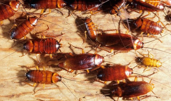 Огромные тараканы напугали алматинцев: 06 сентября - новости на вторсырье-м.рф