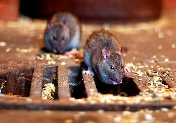 Крысы в городе