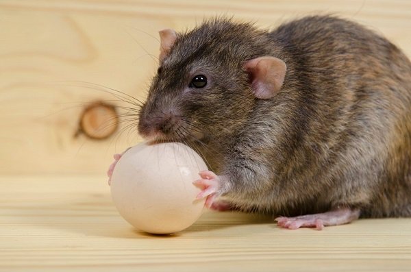 Крыса утащила яйцо