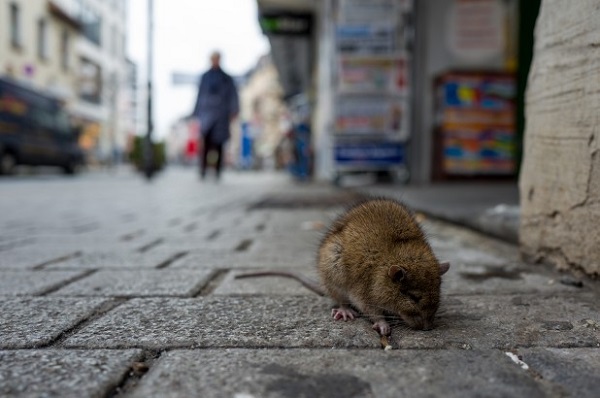 Крыса на улице Нью-Йорка