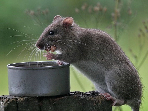 Крыса ест приманку