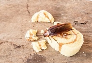 Как вывести тараканов: формы и типы средств по действующему веществу