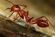 Красные муравьи: что это за вредители и как от них избавиться