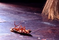 Чего боятся тараканы