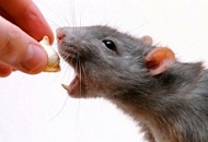 Отрава от крыс: эффективно использовать только один вид?