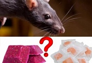 Мягкие и твердые брикеты против крыс и мышей: специфика их использования