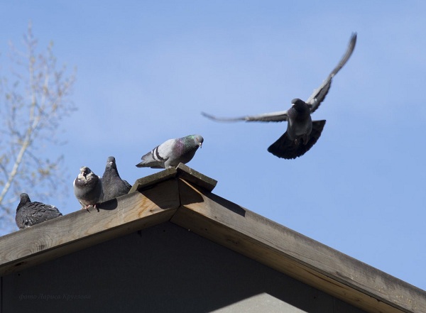 Голуби улетают с крыши