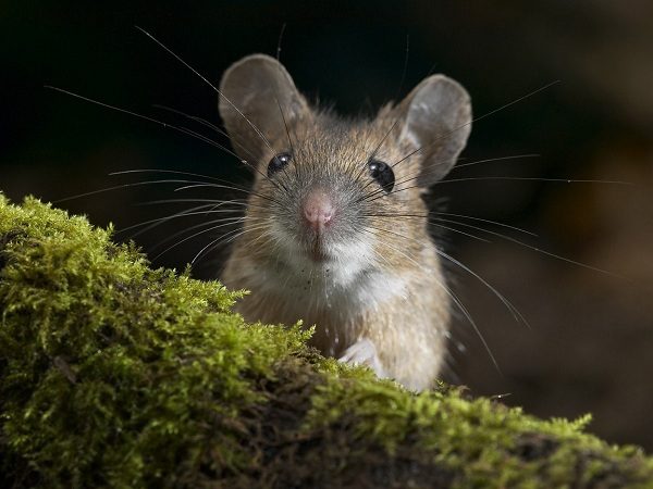 Настороженная мышь