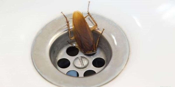 Таракан ищет воду в сливе раковины