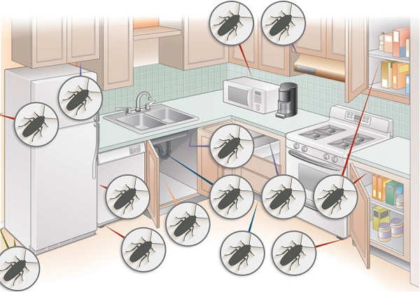 Что делать, если в доме появились тараканы
