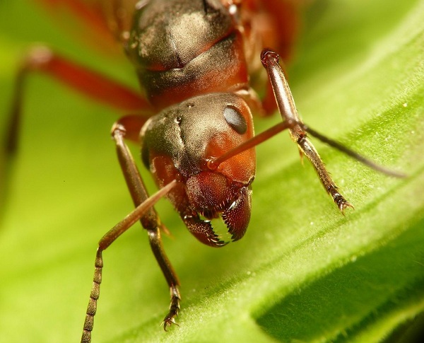 Как избавиться от муравьёв в огороде без пестицидов | steklorez69.ru - Новости в Челябинске