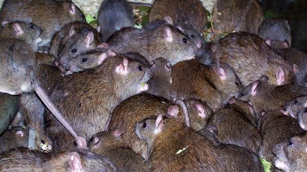 Большая популяция крыс