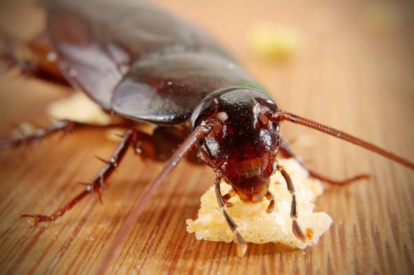 Тараканы портят продукты питания