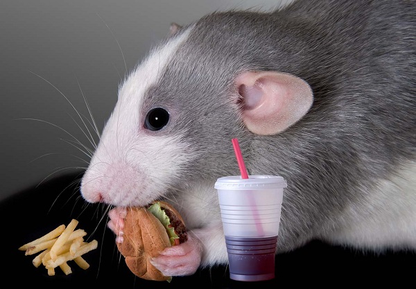 Крыса ест