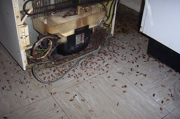 Тараканы в помещении