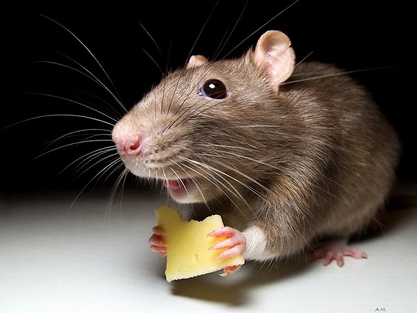 Крыса ест сыр