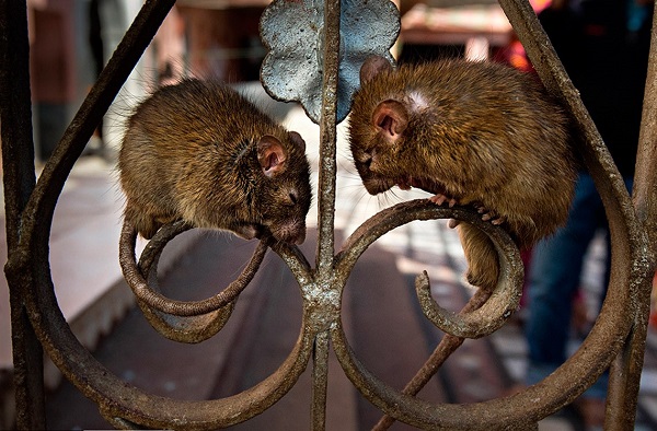 Как проводят борьбу с крысами в разных странах