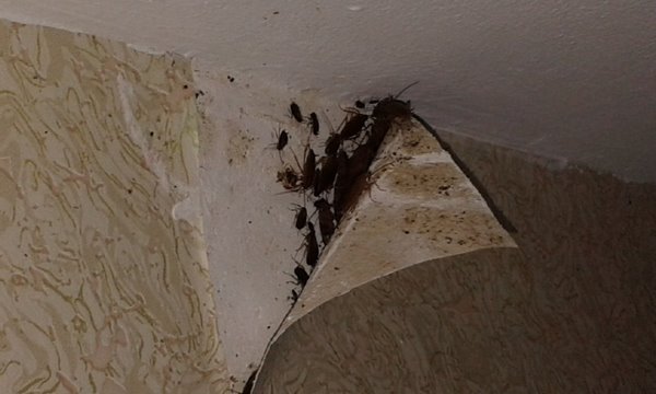 Тараканы в квартирах