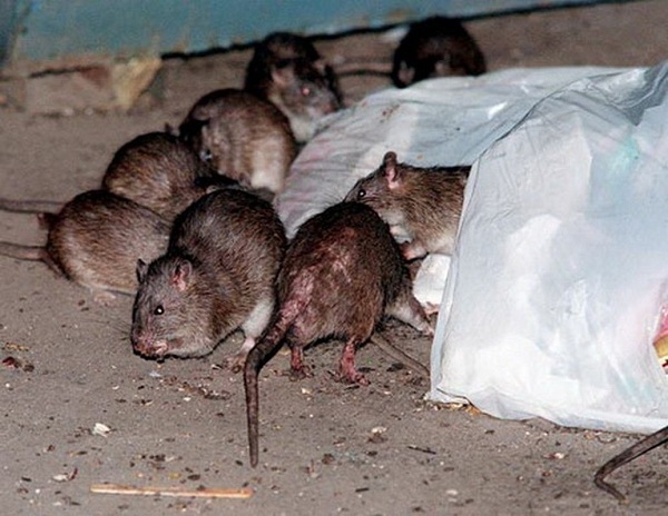На фото – крысы роются в отходах