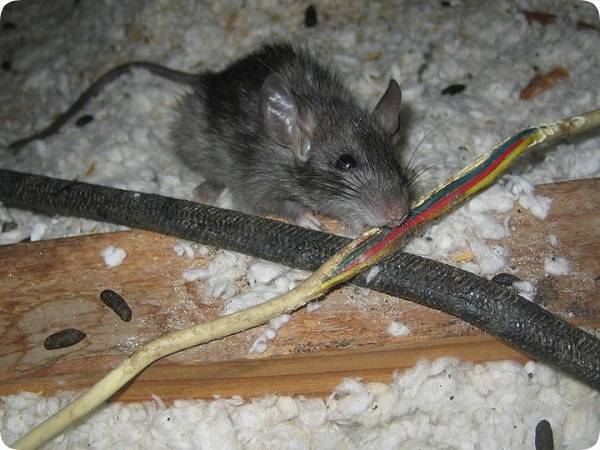 Крысы грызут провода