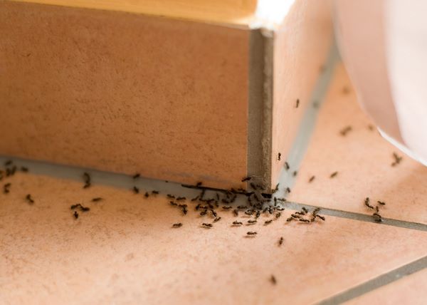 Какой вред наносят домашние муравьи