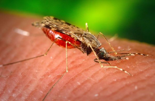 Может ли комар быть переносчиком болезней thumbnail