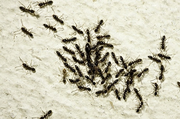 Скопление муравьев